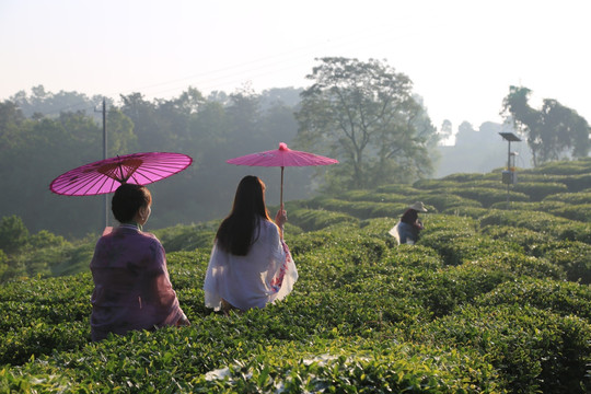 观光旅游 茶山