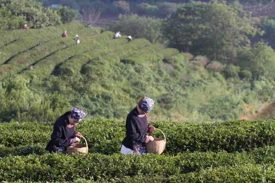 春天 采茶人