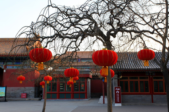 北京 春节 红灯 公园 节日