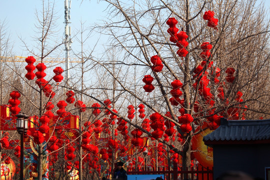 北京 地坛庙会 春节 红灯