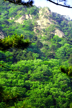 青山 松林 青松