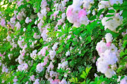 蔷薇花墙植物墙