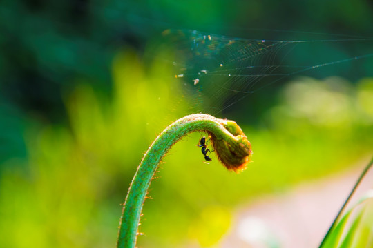 蚂蚁 蛛网 蕨菜