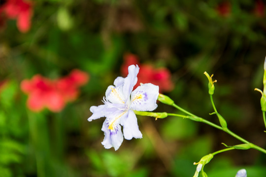 豆豉花 白花