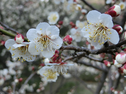 梅花 白梅花