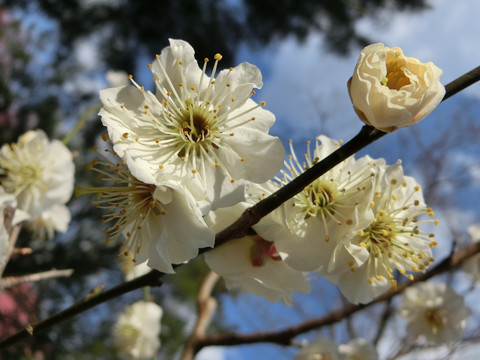 梅花 白梅花