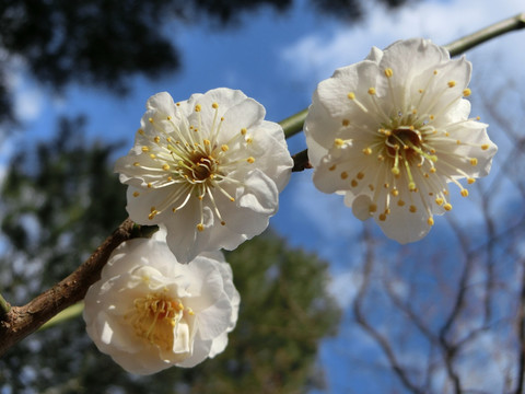 梅花 白梅花