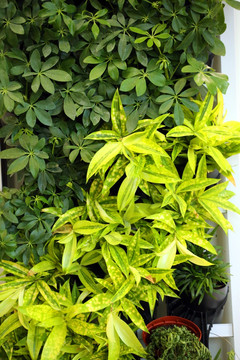 绿植墙 绿植 墙 植物 绿叶