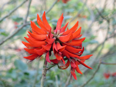 刺桐花