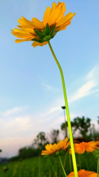 花菱草