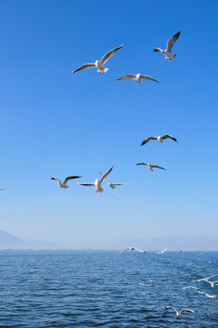 海鸥海鸥