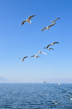 海鸥海鸥