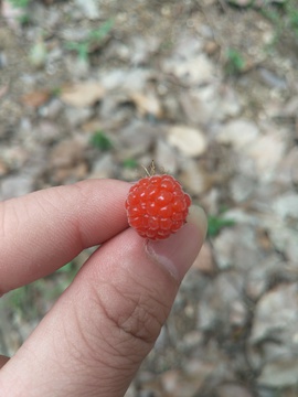 野草莓