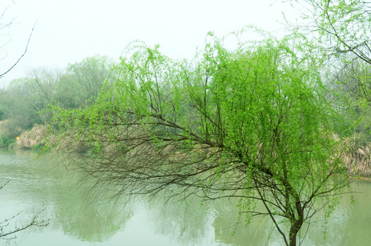 水岸柳影