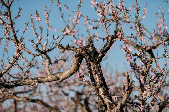 桃树 桃花