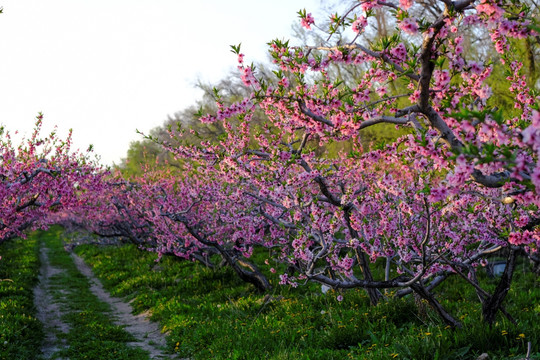 桃树 桃花