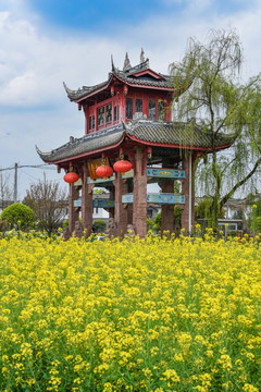 郫县青杠树村油菜花