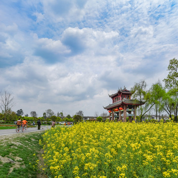 郫县青杠树村油菜花