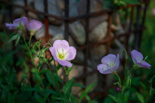 阳台上的月见草花