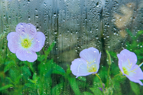 雨窗外的月见草花