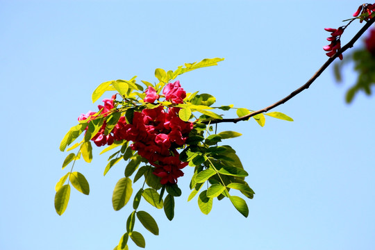 刺槐花