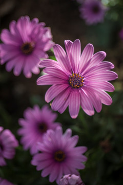 几朵菊花