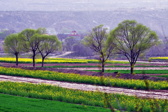 田园美景