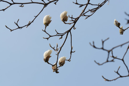 白玉兰花枝