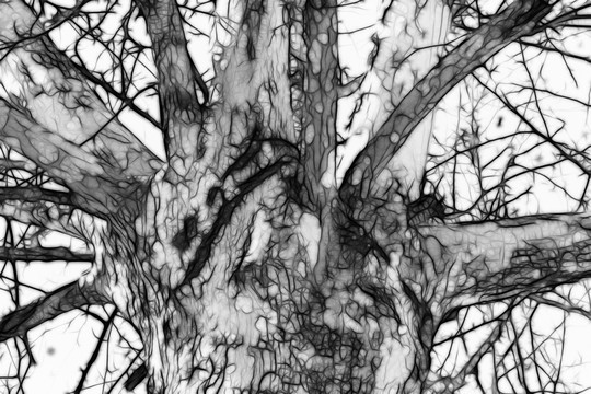 黑白抽象树