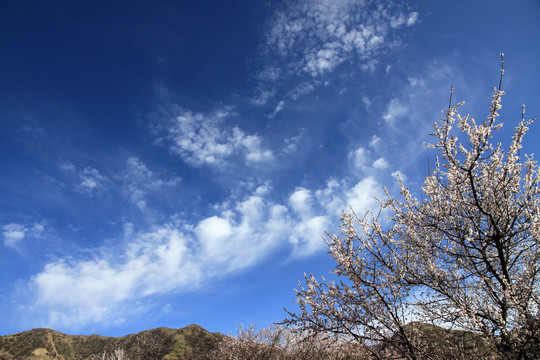 野杏花