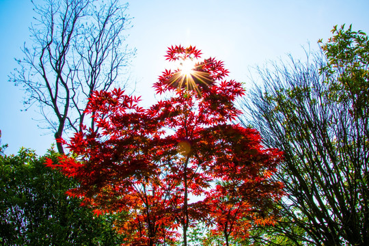 红叶枫树 阳光