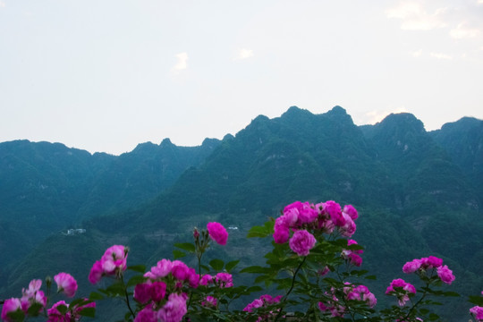 山嶺 月季花