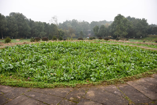 邓小平故居 菜地