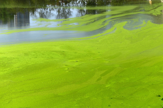 水面绿藻