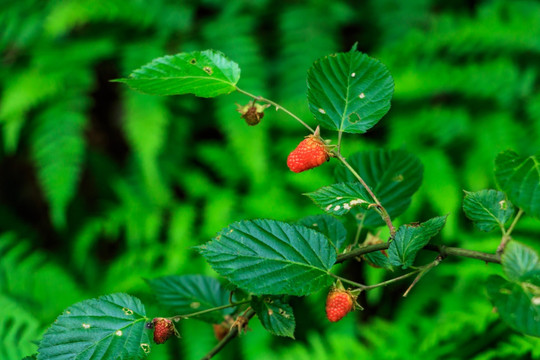森林草莓 瓢子 萢儿 野草莓