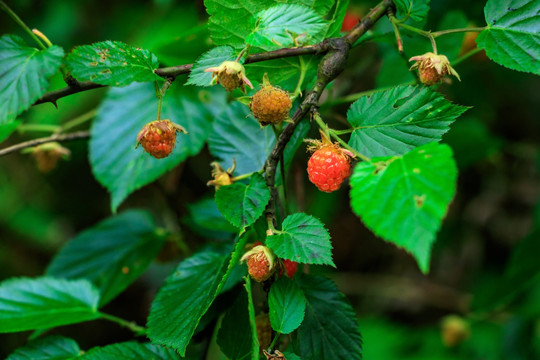 森林草莓 瓢子 萢儿 野草莓