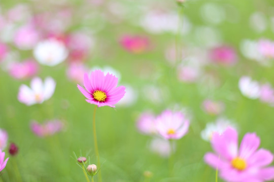 格桑花特写