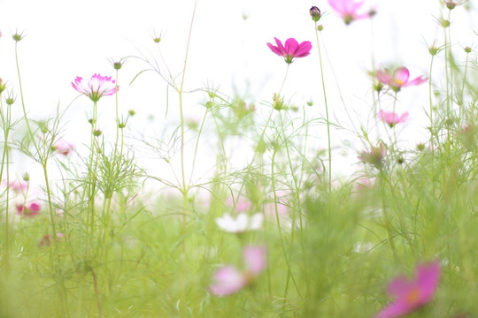 格桑花海