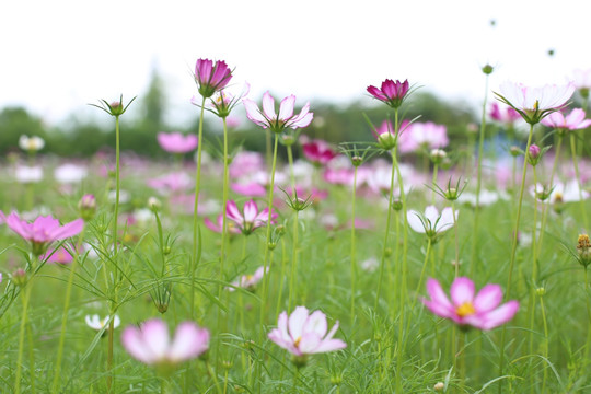 格桑花海