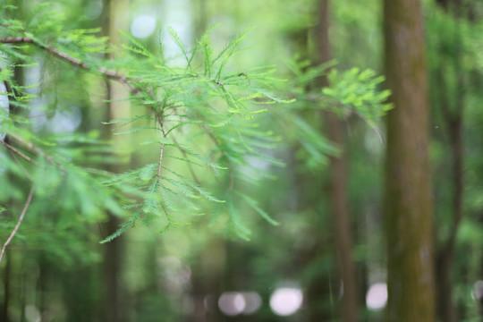 水杉树叶特写