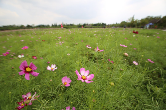 格桑花花海