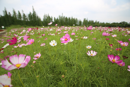 格桑花花海