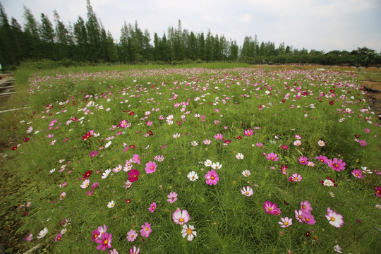 格桑花花海