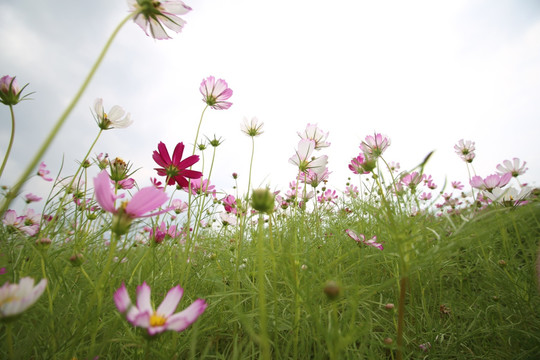 格桑花花海