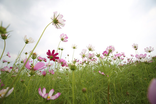 格桑花花海