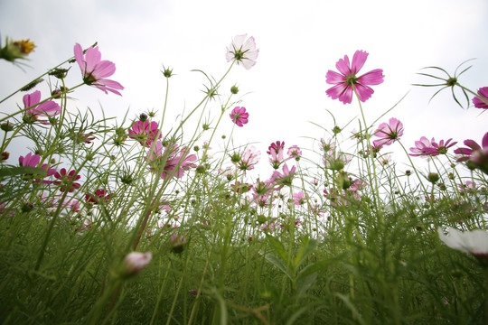 格桑花花海