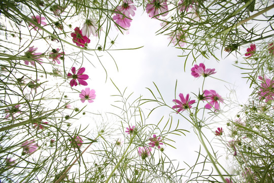 格桑花花海