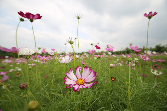 格桑花特写