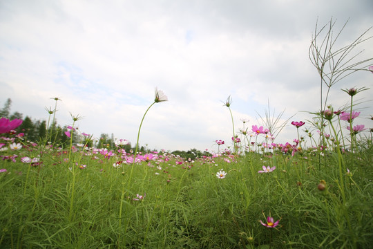 格桑花花海