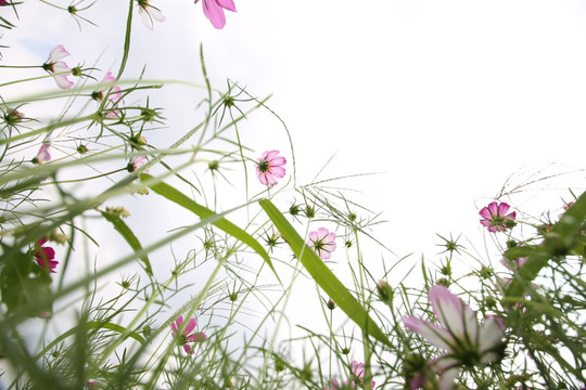 格桑花花海